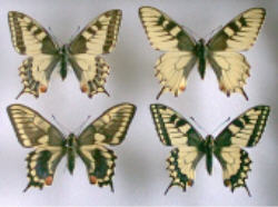 Papilio machaon collection (abb x4 group 152) (Internet Image property of respective owner, non-commercial use only)